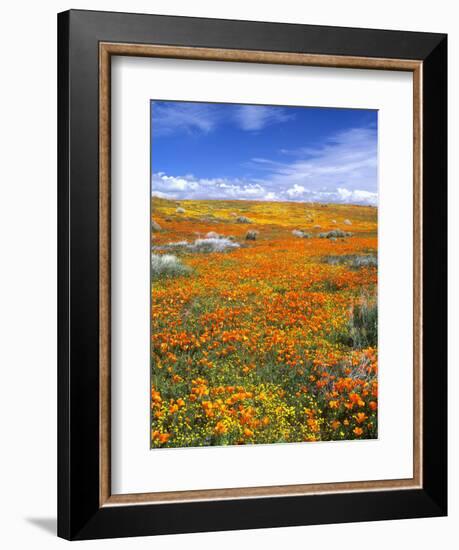 California Poppy Reserve, Lancaster, California, USA-John Alves-Framed Photographic Print