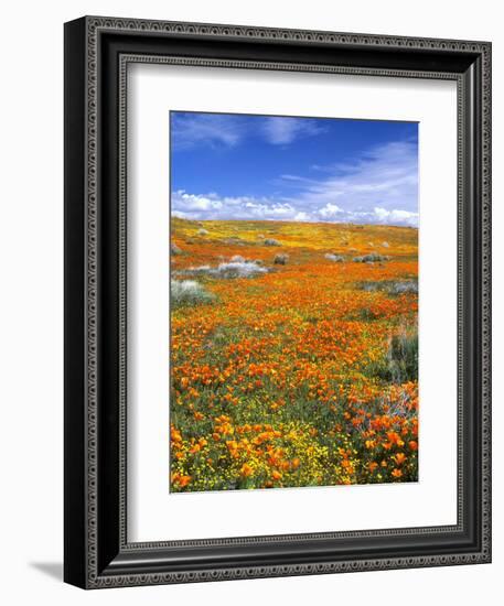 California Poppy Reserve, Lancaster, California, USA-John Alves-Framed Photographic Print