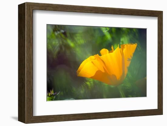 California Poppy, Southern California-Rob Sheppard-Framed Photographic Print