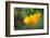 California Poppy, Southern California-Rob Sheppard-Framed Photographic Print