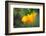 California Poppy, Southern California-Rob Sheppard-Framed Photographic Print