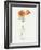 California Poppy Vase II-Grace Popp-Framed Art Print