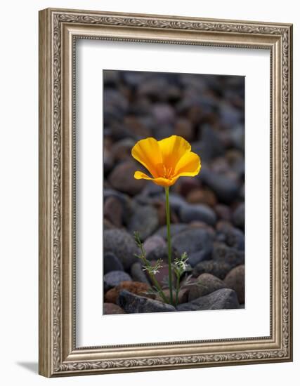 California. Poppy Wildflower and Rocks-Jaynes Gallery-Framed Photographic Print