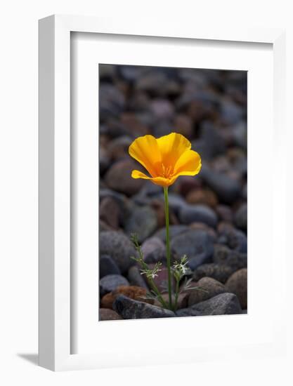 California. Poppy Wildflower and Rocks-Jaynes Gallery-Framed Photographic Print