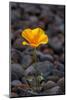 California. Poppy Wildflower and Rocks-Jaynes Gallery-Mounted Photographic Print