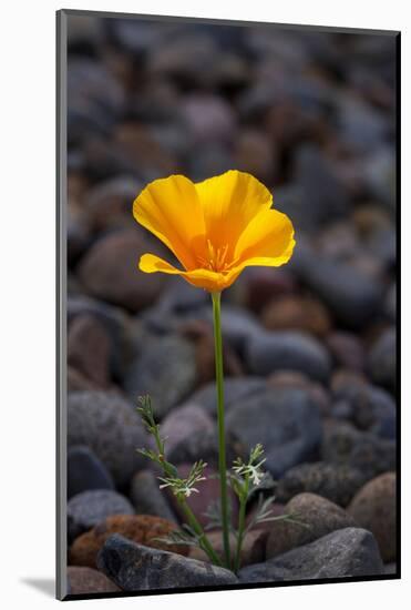 California. Poppy Wildflower and Rocks-Jaynes Gallery-Mounted Photographic Print