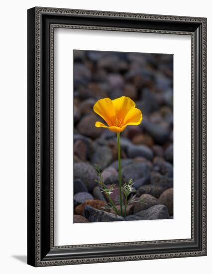 California. Poppy Wildflower and Rocks-Jaynes Gallery-Framed Photographic Print