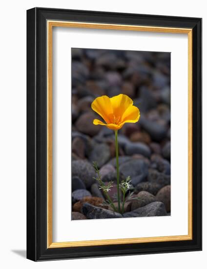 California. Poppy Wildflower and Rocks-Jaynes Gallery-Framed Photographic Print