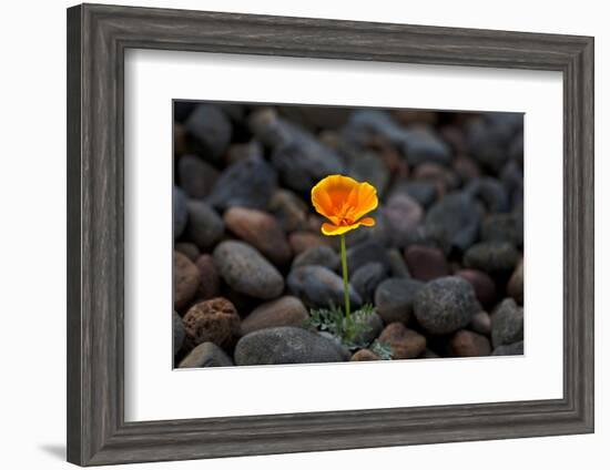 California. Poppy Wildflower and Rocks-Jaynes Gallery-Framed Photographic Print