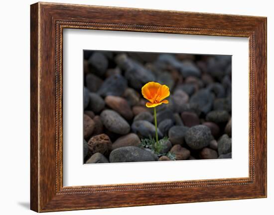 California. Poppy Wildflower and Rocks-Jaynes Gallery-Framed Photographic Print