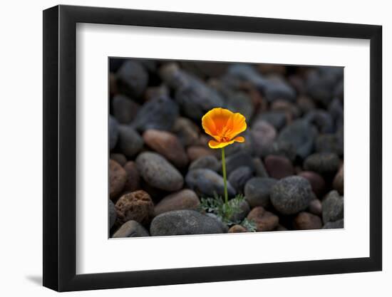 California. Poppy Wildflower and Rocks-Jaynes Gallery-Framed Photographic Print