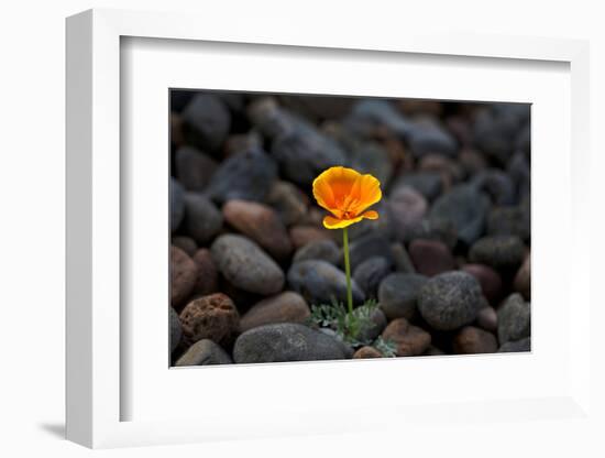 California. Poppy Wildflower and Rocks-Jaynes Gallery-Framed Photographic Print