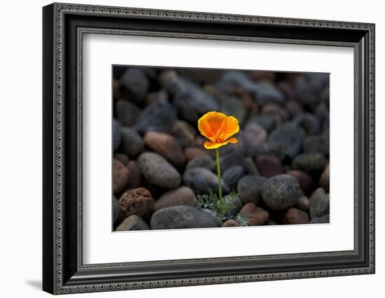 California. Poppy Wildflower and Rocks-Jaynes Gallery-Framed Photographic Print