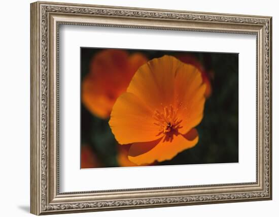 California Poppy-DLILLC-Framed Photographic Print