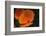 California Poppy-DLILLC-Framed Photographic Print