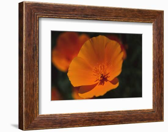 California Poppy-DLILLC-Framed Photographic Print