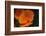 California Poppy-DLILLC-Framed Photographic Print