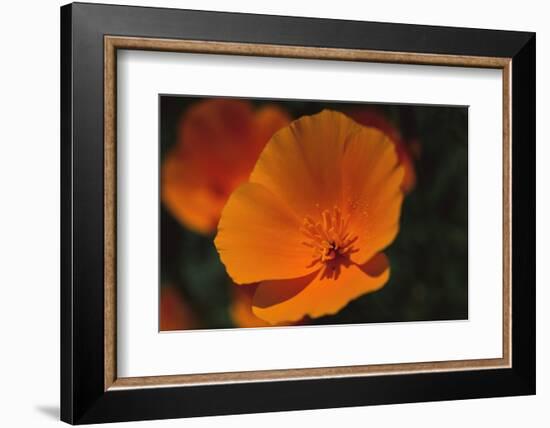 California Poppy-DLILLC-Framed Photographic Print