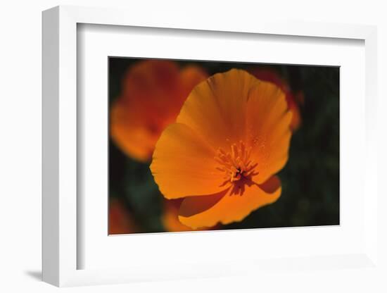 California Poppy-DLILLC-Framed Photographic Print