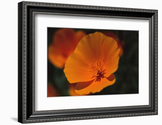 California Poppy-DLILLC-Framed Photographic Print