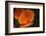 California Poppy-DLILLC-Framed Photographic Print