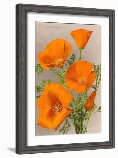 California Poppy-null-Framed Art Print