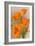 California Poppy-null-Framed Art Print