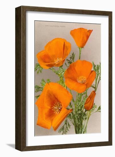 California Poppy-null-Framed Art Print