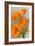 California Poppy-null-Framed Art Print