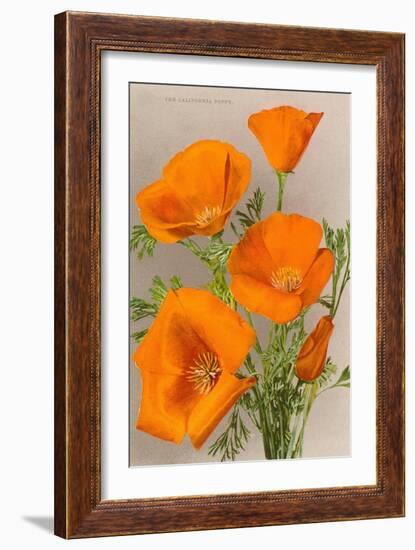 California Poppy-null-Framed Art Print