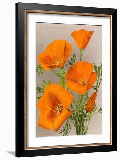 California Poppy-null-Framed Art Print