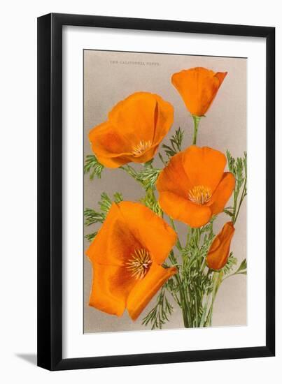 California Poppy--Framed Art Print