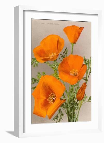 California Poppy-null-Framed Art Print