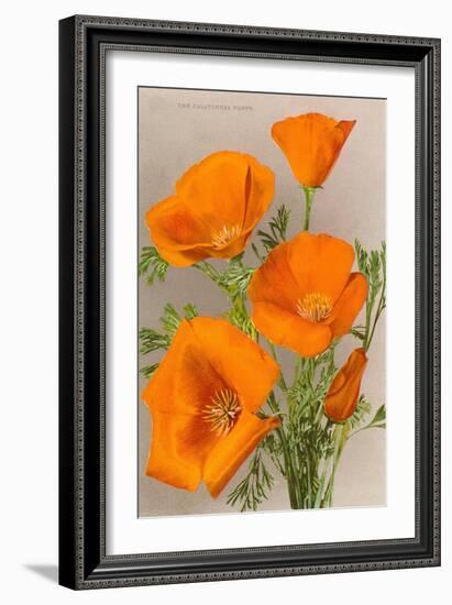 California Poppy-null-Framed Art Print