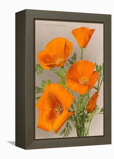 California Poppy-null-Framed Stretched Canvas