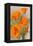 California Poppy-null-Framed Stretched Canvas