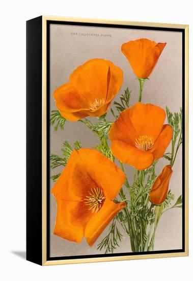 California Poppy-null-Framed Stretched Canvas