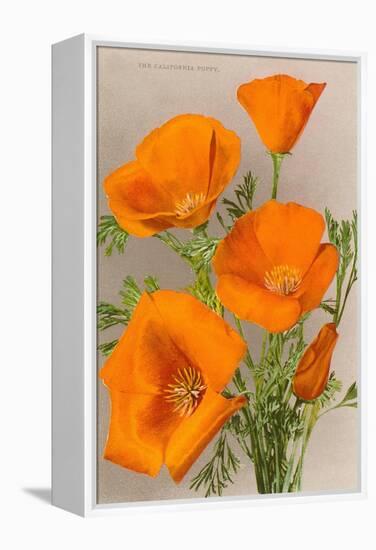 California Poppy-null-Framed Stretched Canvas