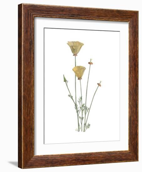 California Poppy-Stacy Hsu-Framed Art Print