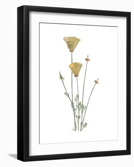 California Poppy-Stacy Hsu-Framed Art Print