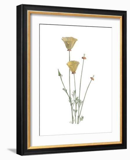 California Poppy-Stacy Hsu-Framed Art Print