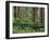 California, Prairie Creek Redwoods State Park-John Barger-Framed Photographic Print