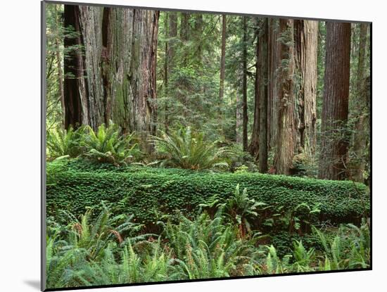 California, Prairie Creek Redwoods State Park-John Barger-Mounted Photographic Print