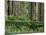 California, Prairie Creek Redwoods State Park-John Barger-Mounted Photographic Print