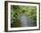 California, Prairie Creek Redwoods State Park-John Barger-Framed Photographic Print