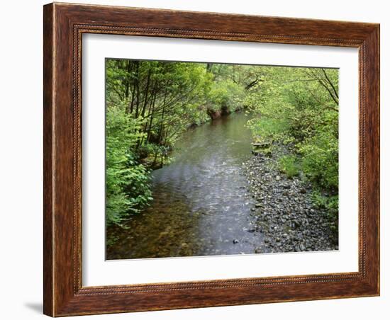 California, Prairie Creek Redwoods State Park-John Barger-Framed Photographic Print