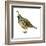 California Quail (Callipepla Californica), Birds-Encyclopaedia Britannica-Framed Art Print