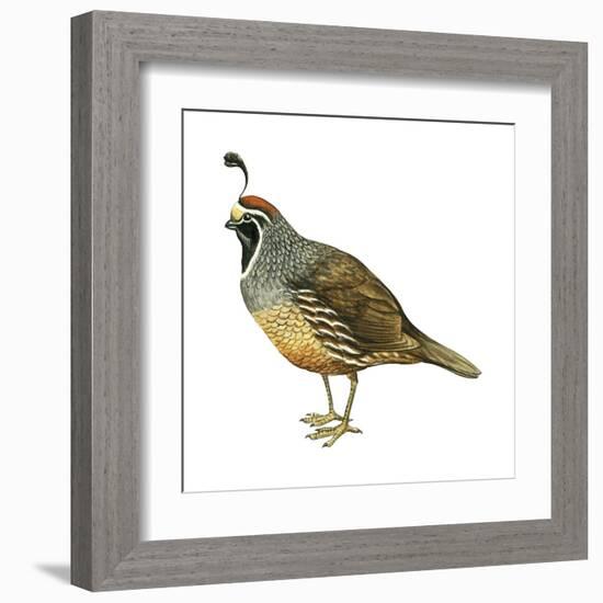 California Quail (Callipepla Californica), Birds-Encyclopaedia Britannica-Framed Art Print