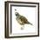 California Quail (Callipepla Californica), Birds-Encyclopaedia Britannica-Framed Art Print