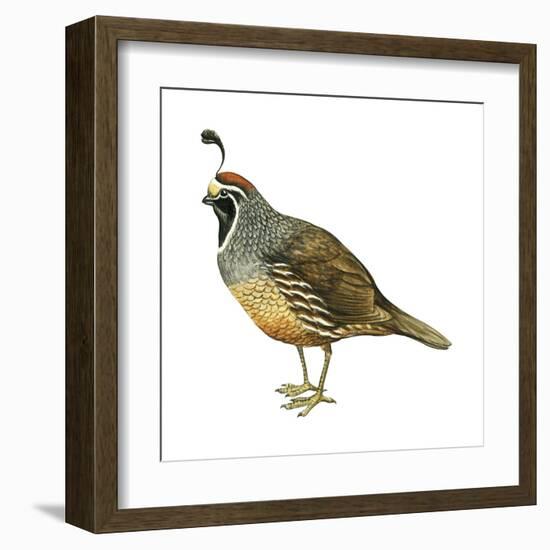 California Quail (Callipepla Californica), Birds-Encyclopaedia Britannica-Framed Art Print